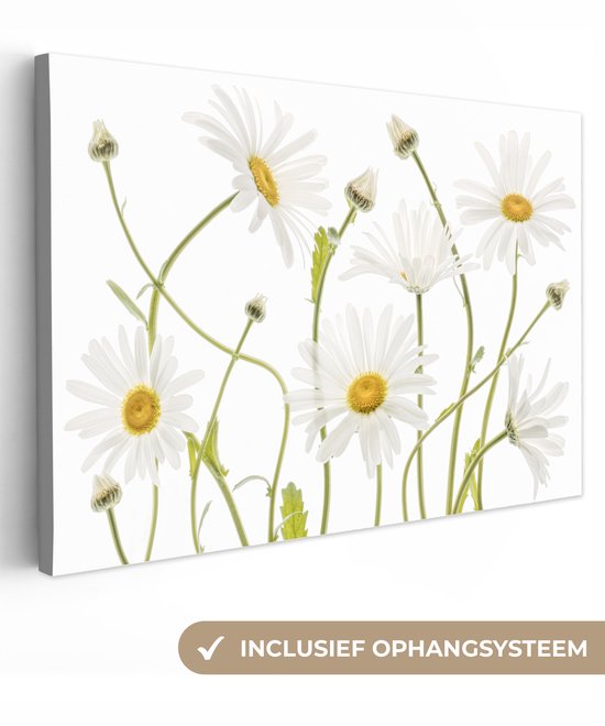 Peinture sur toile - Canvasdoek - Fleurs - Marguerite - Wit - Jaune - Plantes - Décoration murale - 150x100 cm - Photo sur toile