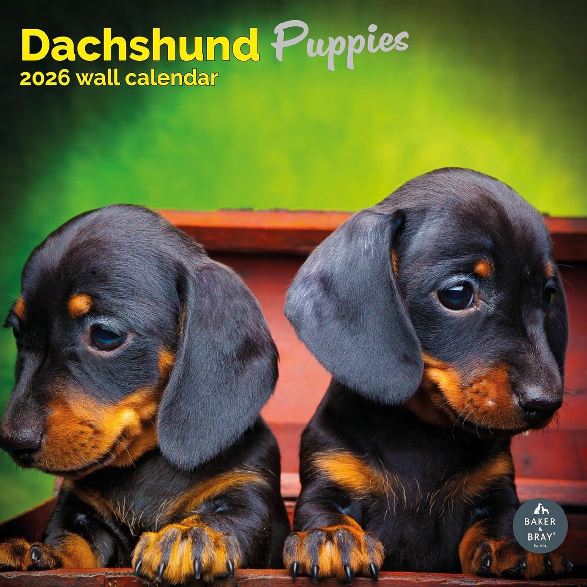 Teckel Puppies Kalender 2027