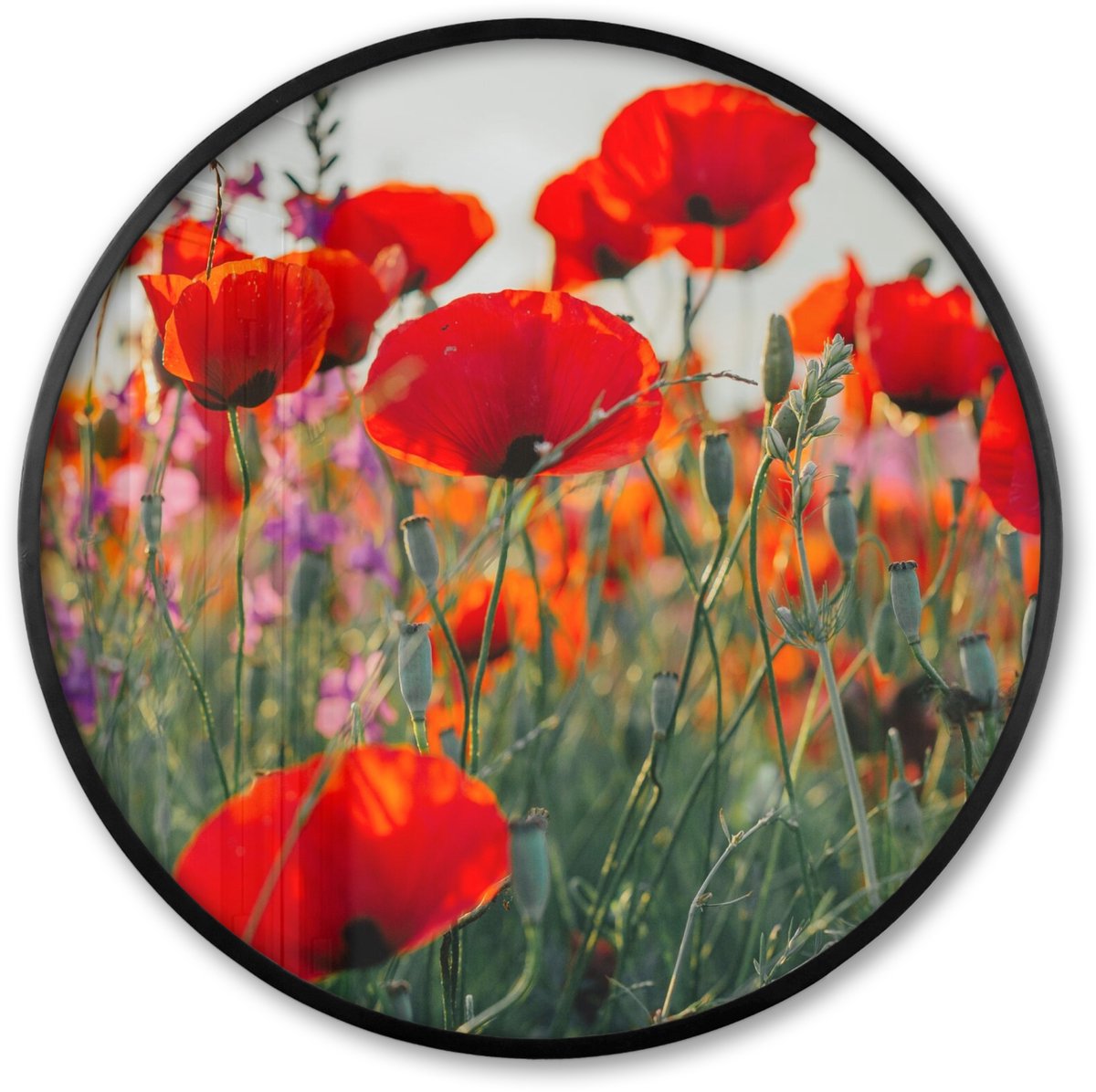 FrameYourWall Poster in lijst Rond - Fotolijst 60x60 cm - Posters - Klaproos - Bloemen - Rood - Paars - Weide - Ronde posterlijst zwart - Decoratie - Wanddecoratie woonkamer - Muurdecoratie slaapkamer Bloemen - Klaproos - Tuin
