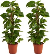 Bloomique - Set van 2 - Epipremnum Aureum - Met Mosstok - Drakenklimop - Klimplanten - Kamerplanten - Luchtzuiverend - Hoogte 70-90 cm - Pot 19 cm