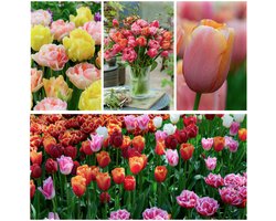 Tulpenbollen