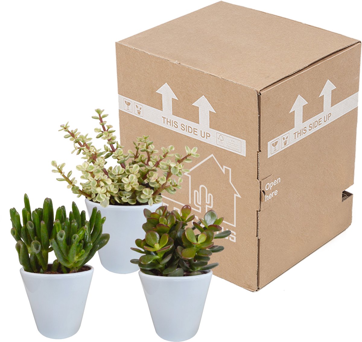Crassula mix 8.5 cm in witte pot | 3 stuks