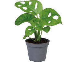 Monstera Obliqua - Terrariumplant