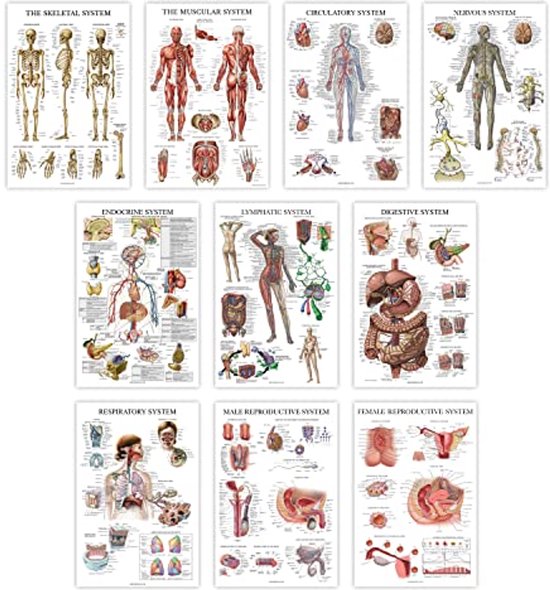 Lot de 10 Posters Anatomie - 45,7 x 61 cm - Cuir sur le corps humain