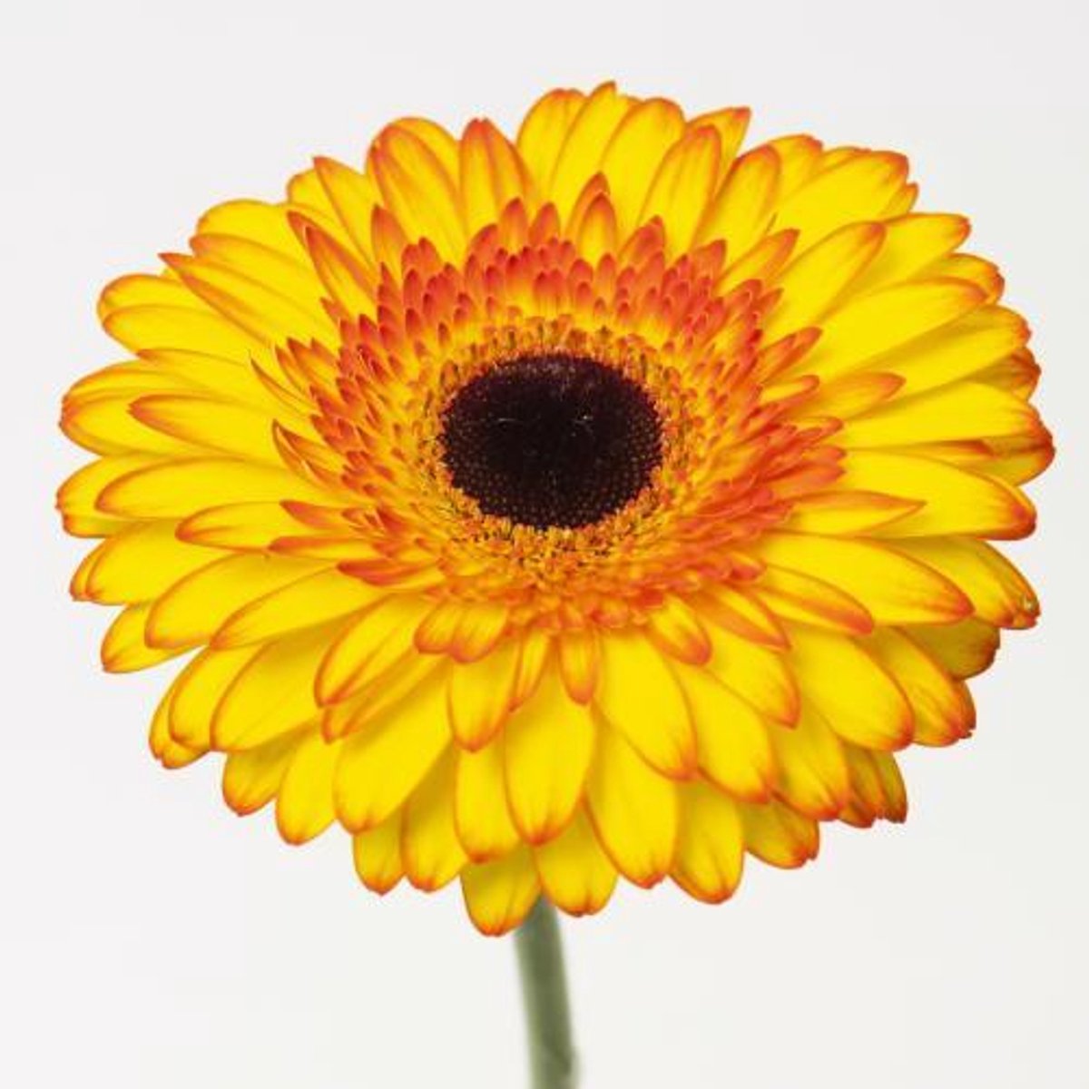 45x Gerbera spotlight 70cm