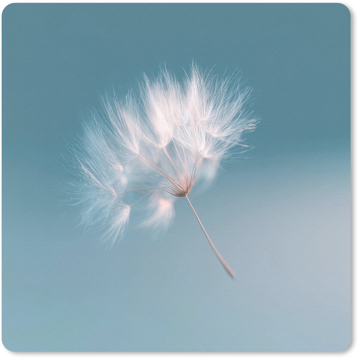 Muismat 20x20 cm - Mousepad Paardenbloempluisje - Blauw - Lucht - Muismatten