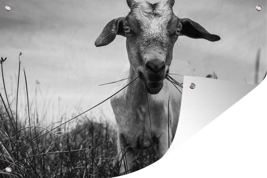 Chèvre mangeant dans le vent affiche de jardin toile en vrac 60x40 cm - petit - toile de jardin / toile d'extérieur / Peintures pour l'extérieur (décoration de jardin)