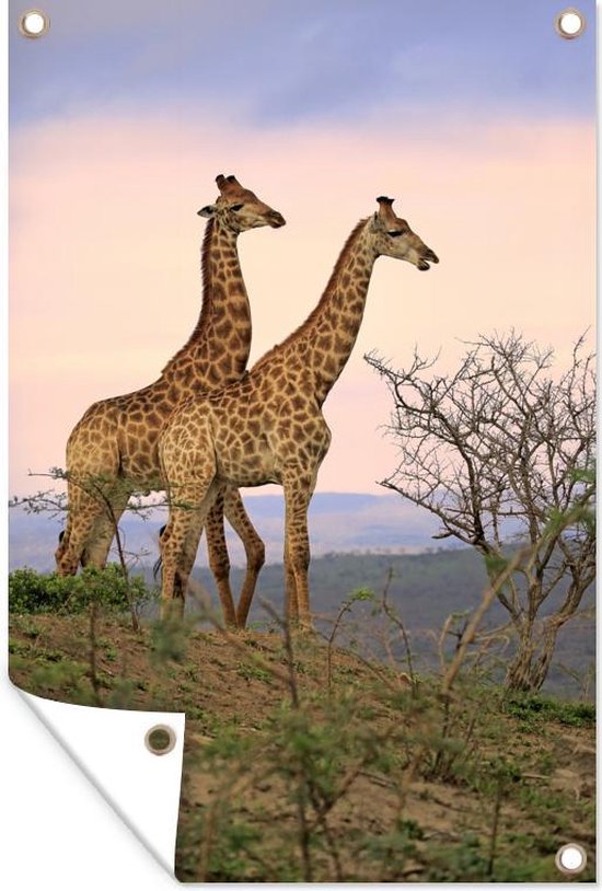 Giraffes - Lucht - Landschap - Tuinposter