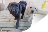 Affiche de jardin trois chiots labrador toile en vrac 180x120 cm - Toile de jardin / Toile d'extérieur / Peintures d'extérieur (décoration de jardin) XXL / Groot format!