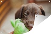Tuindecoratie Labrador puppy eet blad - 60x40 cm - Tuinposter - Tuindoek - Buitenposter
