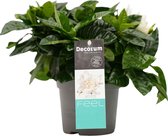 Decorum Gardenia Jasminoïdes – ↨ 25cm – ⌀ 13cm
