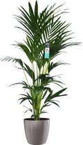 Decorum XL Kentia Palm in ELHO Brussels Diamond (Oyster Pearl) – ↨ 170cm – ⌀ 30cm