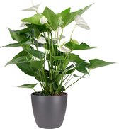 Mama's Planten - Anthurium - Alaska - Flamingo Plant - Met Antraciet Kleurige Elho Pot - Bloeiende Kamerplant - Geeft Sfeer En Zuurstof - ↨ 60cm - ⌀ 18cm