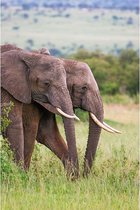 Plexiglas Schilderij Elephant Family