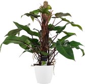 Decorum Philodendron Red Emerald - Luchtzuiverende Kamerplant - Met Elho® Bloempot Wit - 75cm - ø19cm