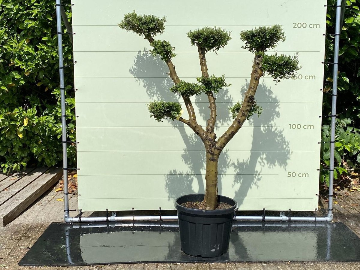 Olijfboom Pon Pon - Olea Europea - Winterhard - Stamomvang ⌀ 30-40cm - Hoogte ca. 200cm