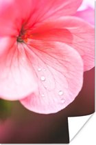 Poster Waterdruppels op de roze geranium - 20x30 cm