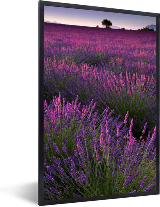 Fotolijst incl. Poster - Paarse lavendel bloemen in een veld - 40x60 cm - Posterlijst