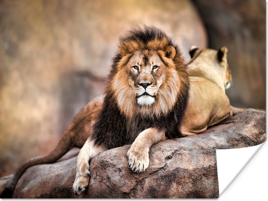 Lion et une lionne couchée sur un rocher 120x90 cm