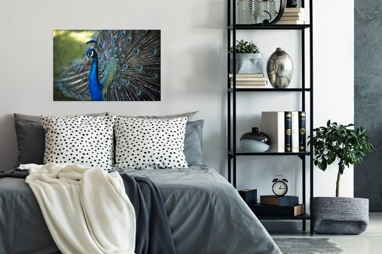 Poster Paon vert avec belle fourrure de plumes 90x60 cm - Tirage photo sur Poster (décoration murale salon / chambre)