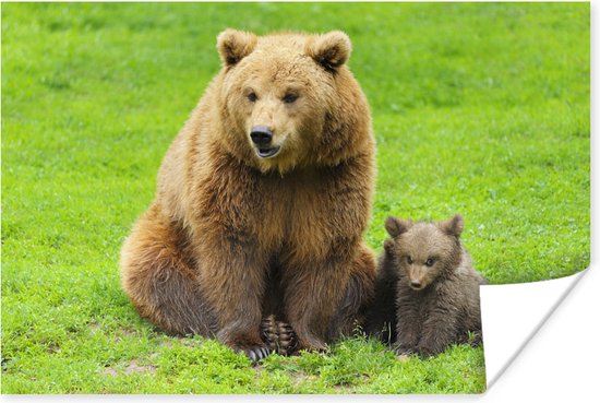 Poster - Bruine beer met jong in het gras