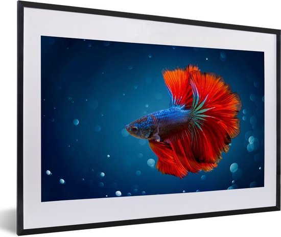 Fotolijst incl. Poster - Vis - Water - Rood - 60x40 cm - Posterlijst