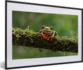 Photo encadrée - Grenouille aux yeux rouges sur un cadre photo branche couverte noir avec passe partout blanc 40x60 60x40 cm - Affiche encadrée (Décoration murale salon / chambre)