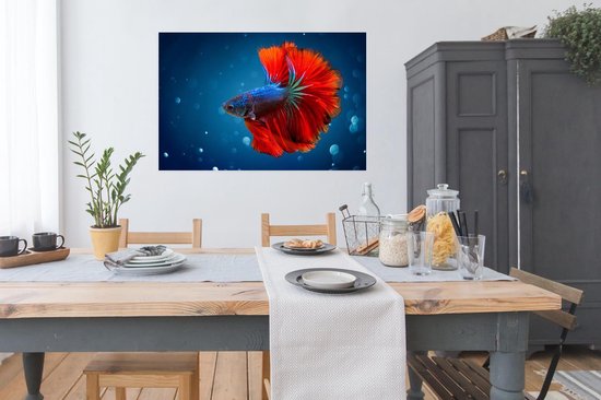 Poisson coloré nage calmement autour du papier affiche 120x80 cm - Tirage photo sur affiche (décoration murale salon / chambre) / Affiche Accents de couleur