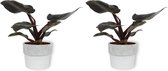2x Kamerplant Philodendron Black Cardinal  | Speciale Kamerplant | ± 25cm hoog | 12cm diameter - in witte betonnen pot