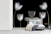 Behang - Fotobehang Witte tulpen op een zwarte achtergrond - Breedte 330 cm x hoogte 240 cm