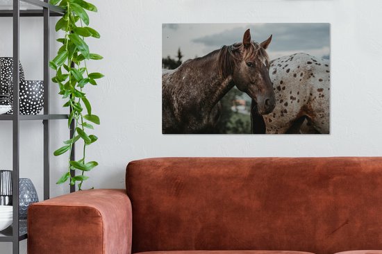 Appaloosa regarde la caméra 60x40 cm - impression photo sur toile (peinture Décoration murale salon / chambre à coucher) / Mammifères toile Peintures
