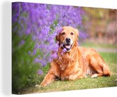 Chien couché à la lavande 180x120 cm - Tirage photo sur toile (Décoration murale salon / chambre) XXL / Groot format!