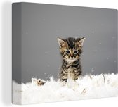 Canvas Schilderij Kitten - Veren - Grijs - 40x30 cm - Wanddecoratie