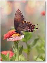 Kleine zwarte satyrium vlinder op een roze bloem - 30x40 Canvas Staand - Dieren - Natuur - Bloemen