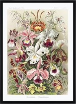 Premium Poster Ernst Haeckel - Orchidae - Kunstformen der Natur - Bloemen & Dieren Orchidee