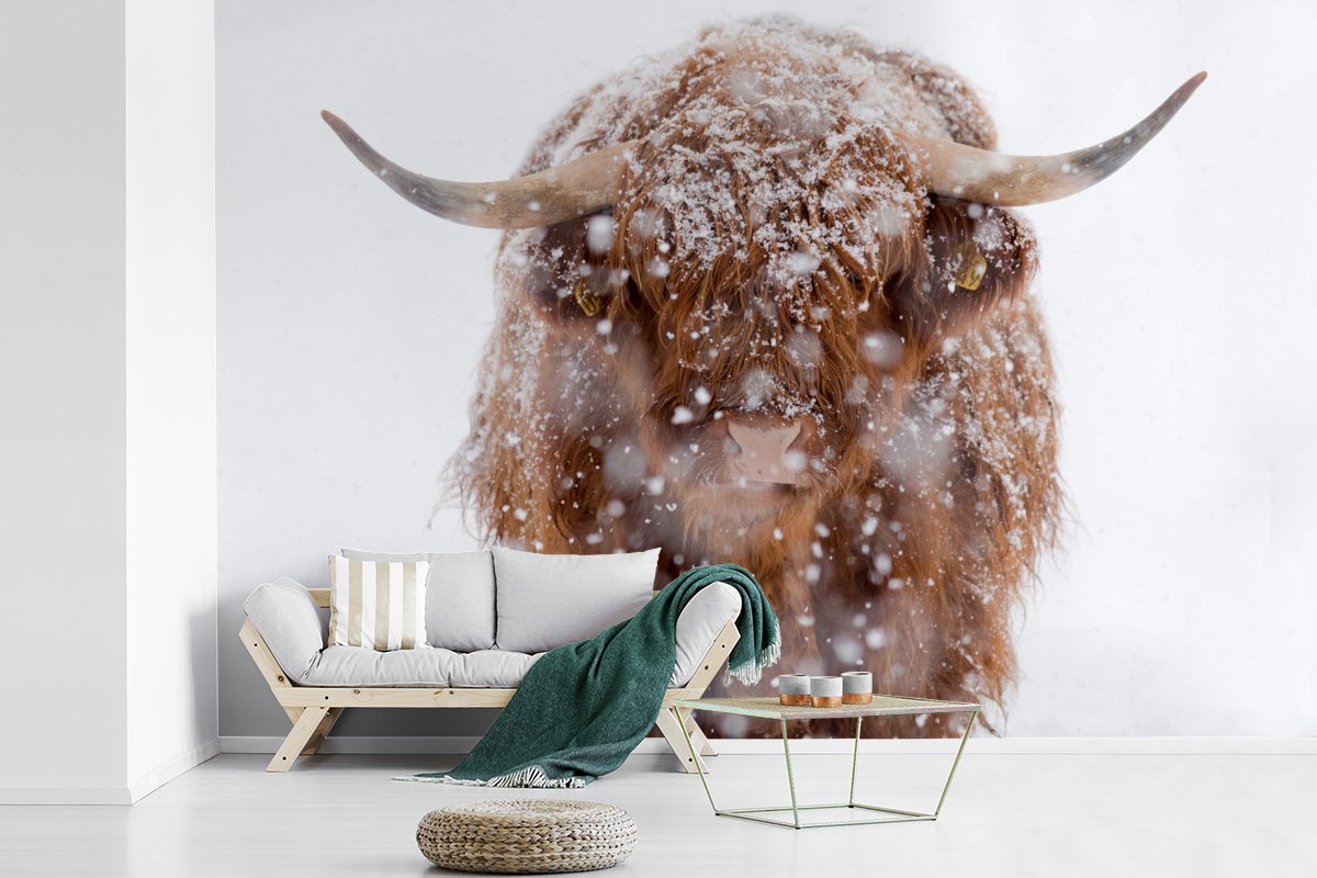 Behang - Fotobehang Schotse Hooglander - Sneeuw - Winter - Breedte 360 cm x hoogte 240 cm
