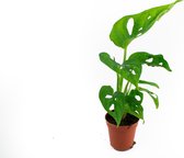 Monstera Adansonii  "Monkey Face"  Swiss Cheese