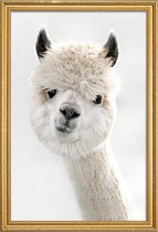 JUNIQE - Poster met houten lijst Peeky Alpaca -40x60 /Wit