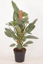 Bloem van Botanicly – Philodendron Silver Queen – Hoogte: 80 cm