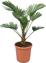 Trachycarpus wagnerianus Frosty - totale hoogte 60-80 cm - pot Ø 23 cm - Palmen  - MyPalmShop