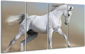 GroepArt - Glasschilderij - Paard - Wit, Grijs - 160x80cm 4Luik - Foto Op Glas - Geen Acrylglas Schilderij - 6000+ Glasschilderijen Collectie - Wanddecoratie
