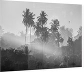 Palmbomen in de jungle - Foto op Plexiglas - 90 x 60 cm