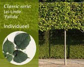 Lei-Linde - Classic - individueel geen extra's