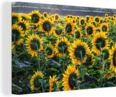 Tableau Toile Tournesols - Printemps - Jaune - 140x90 cm - Décoration murale