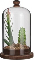 Mica Decorations Stolp Met Vetplant 9 X 15,5 Cm Glas/Hout Bruin