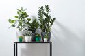 Groupe de six plantes d'intérieur vertes dans divers pots, dont des pots blancs, gris et verts.