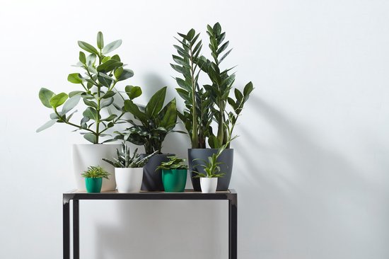 Groupe de six plantes d'intérieur vertes dans divers pots, dont des pots blancs, gris et verts.