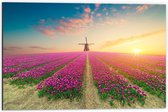 Dibond - Molen in Tulpenveld - 60x40cm Foto op Aluminium (Wanddecoratie van metaal)