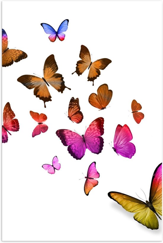 Poster – Mooie Vlindertjes op Witte Achtergrond - 60x90cm Foto op Posterpapier