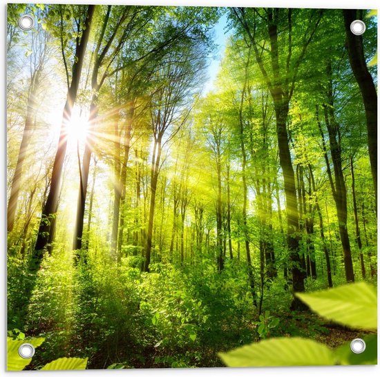 Affiche de jardin – Soleil dans la forêt verte - 50x50cm Photo sur affiche de jardin (décoration murale pour l'extérieur et l'intérieur)